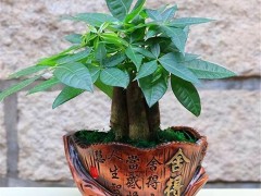 發(fā)財(cái)樹能在客廳養(yǎng)嗎？發(fā)財(cái)樹的養(yǎng)護(hù)方法有哪些呢？