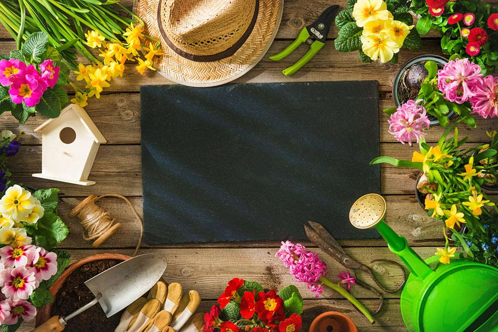 什么多肉適合室內養(yǎng)_室內養(yǎng)多肉適合什么花_室內養(yǎng)多肉適合什么花盆