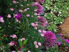 冬天的小院最適合養(yǎng)這10種植物！