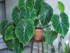 客廳最適合養(yǎng)大型綠植，這6種新型植物，好看好養(yǎng)護，養(yǎng)人養(yǎng)心，吉利又旺家