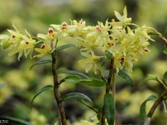 6種適合家庭種植的中藥材，除了入藥還可以食用，不可錯(cuò)過喲！