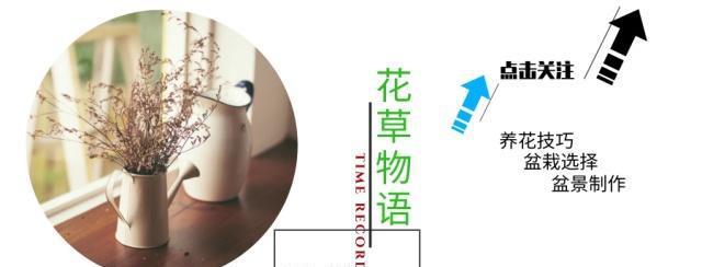 多肉植物露養(yǎng)好還是室內(nèi)養(yǎng)好_露養(yǎng)多肉和室內(nèi)多肉哪種好_多肉露養(yǎng)和室內(nèi)養(yǎng)有啥區(qū)別