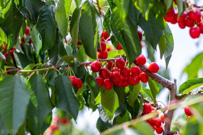 櫻桃樹的種植與管理_櫻桃樹種植管理技術(shù)_櫻桃樹栽培技術(shù)與管理