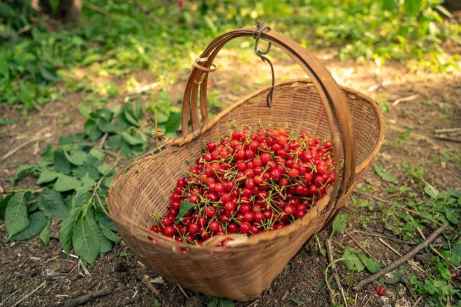 櫻桃樹的種植與管理_櫻桃樹栽培技術(shù)與管理_櫻桃樹種植管理技術(shù)