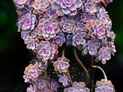 20種紫色的多肉，每一個(gè)是又漂亮又高貴，看你喜歡幾種？