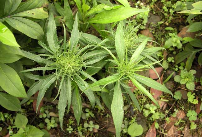 當(dāng)年收的藥材_當(dāng)年種當(dāng)年收的藥材有哪些_當(dāng)年藥材收種有補(bǔ)貼嗎