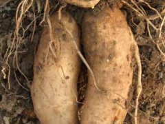 雪蓮果畝產(chǎn)量多少斤