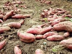 紅薯什么時間育苗？很多人不知道！這次要記牢