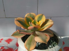 多肉介紹篇，羅列多肉的優(yōu)缺點，看看你喜歡誰？