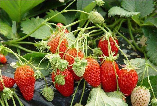 菠蘿蜜的核可以發(fā)芽種植嗎_菠蘿蜜核種的苗可以結(jié)果嗎_菠蘿蜜核可以種出菠蘿蜜嗎