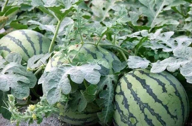 菠蘿蜜核可以種出菠蘿蜜嗎_菠蘿蜜的核可以發(fā)芽種植嗎_菠蘿蜜核種的苗可以結(jié)果嗎