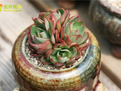 楊金、央金、妖精多肉植物