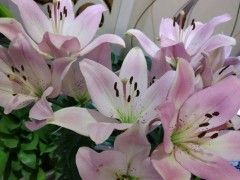 百合花，一年四季都能種，盆栽百合60天就開花，有手就能養(yǎng)