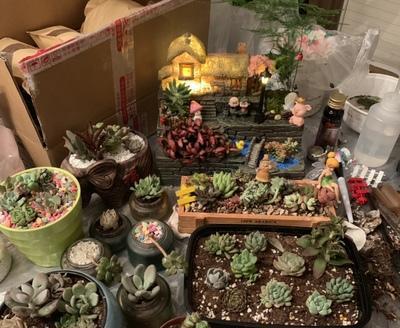 組合盆栽多肉植物_盆栽植物組合多肉有哪些_盆栽植物組合多肉好養(yǎng)嗎