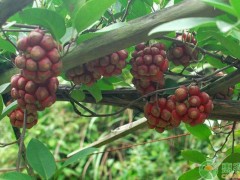 中藥材種植什么品種賺錢？這四種市場價幾百元一斤！