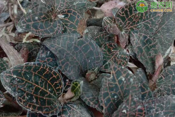 種植業(yè)免稅政策_種植業(yè)有哪些種類_種植業(yè)