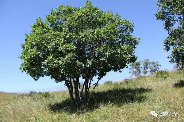 北方適宜樹(shù)種_北方種植樹(shù)適合流蘇樹(shù)嗎_流蘇樹(shù)適合北方種植嗎