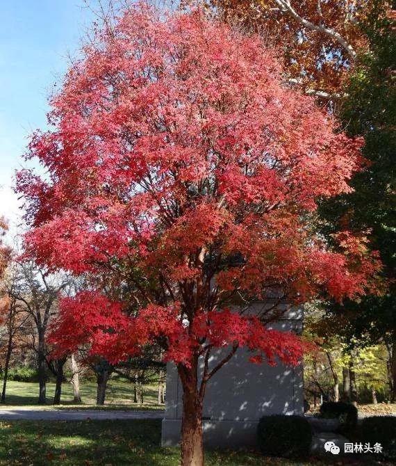 北方種植樹(shù)適合流蘇樹(shù)嗎_北方適宜樹(shù)種_流蘇樹(shù)適合北方種植嗎