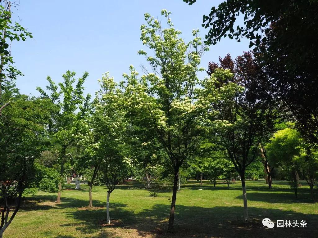 流蘇樹(shù)適合北方種植嗎_北方適宜樹(shù)種_北方種植樹(shù)適合流蘇樹(shù)嗎