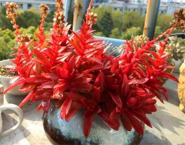 紅色多肉花_紅色肉花小根是嗎圖片_紅色多肉花心有白絨絨