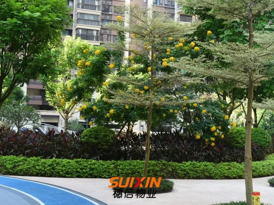 冬天能養(yǎng)的綠植_冬天養(yǎng)什么綠植比較容易存活_冬天能養(yǎng)活的植物