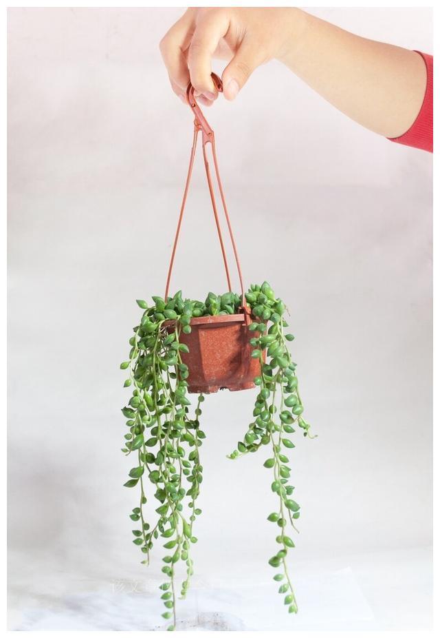 難養(yǎng)多肉品種_二十種最難養(yǎng)的多肉_難養(yǎng)多肉名單