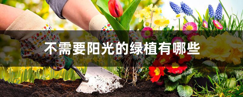 哪種綠植不需要陽(yáng)光_陽(yáng)光種綠植需要什么肥料_陽(yáng)光種綠植需要澆水嗎