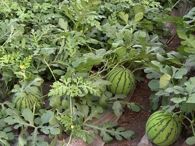 西瓜種植技術(shù)和管理視頻教程_西瓜種植技術(shù)和施肥方法_西瓜種植