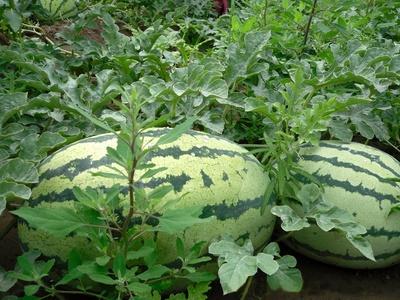 西瓜種植技術(shù)和管理視頻教程_西瓜種植技術(shù)和施肥方法_西瓜種植