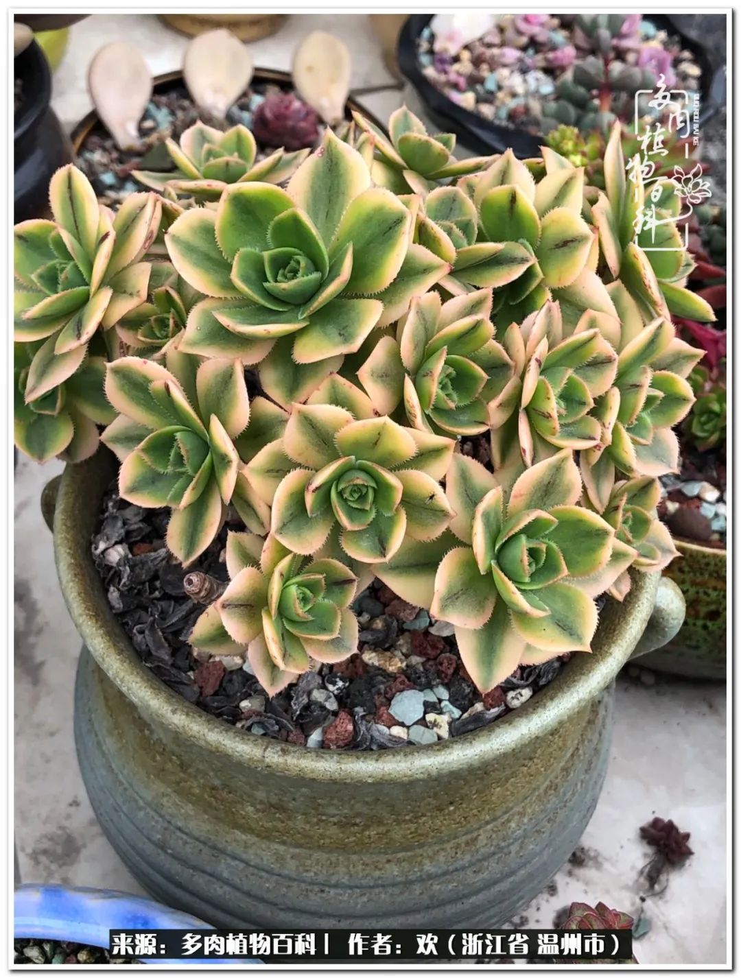 馬庫斯多肉圖片老樁_馬庫斯多肉_馬庫斯多肉耐寒多少度