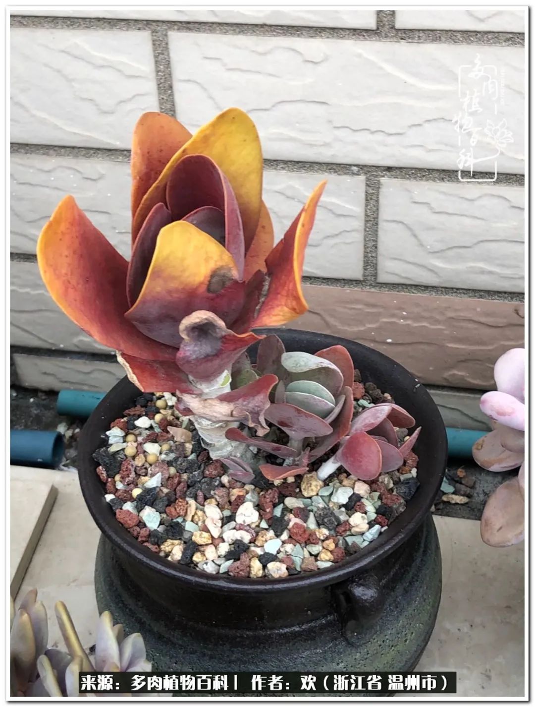 馬庫斯多肉圖片老樁_馬庫斯多肉耐寒多少度_馬庫斯多肉