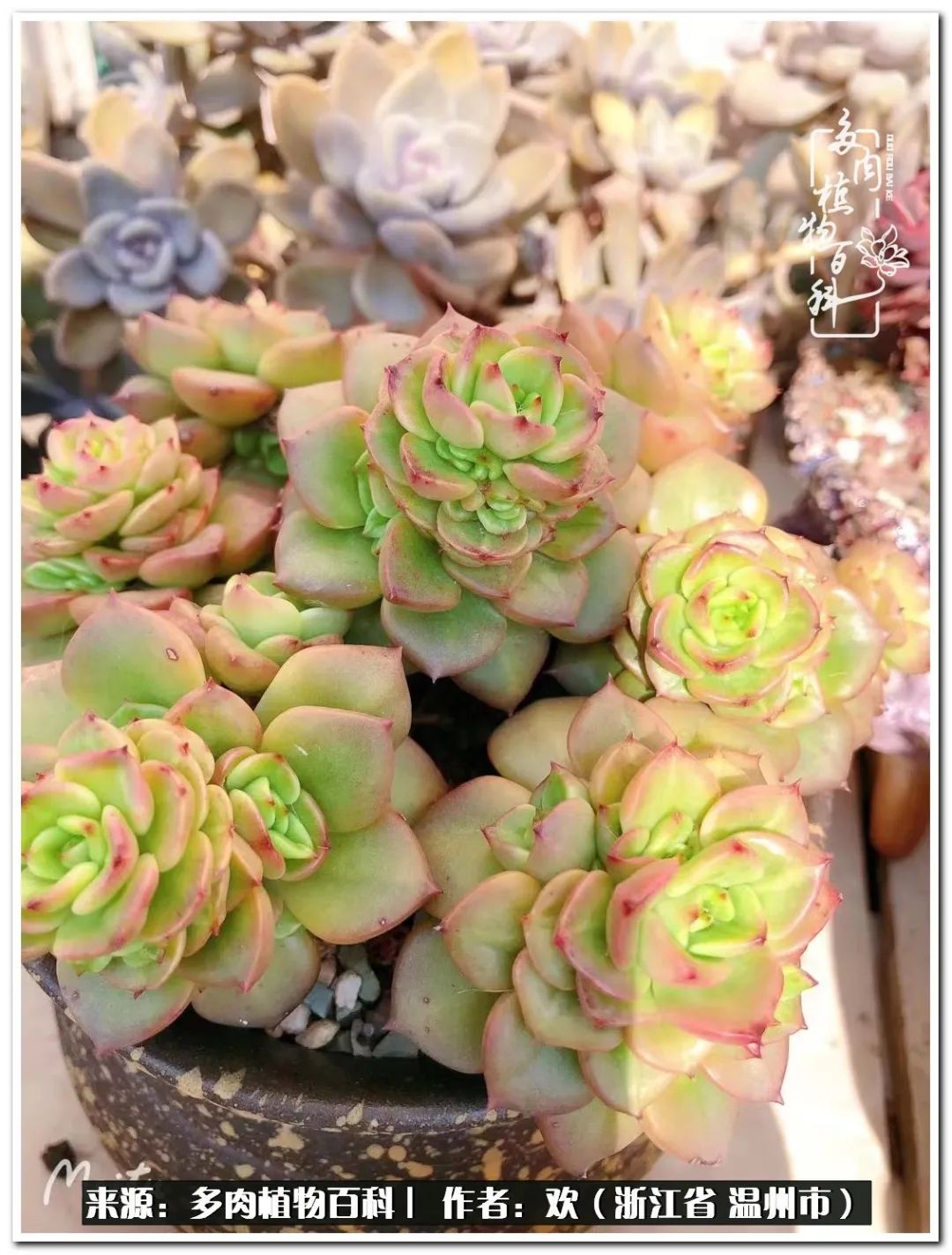 馬庫斯多肉圖片老樁_馬庫斯多肉耐寒多少度_馬庫斯多肉