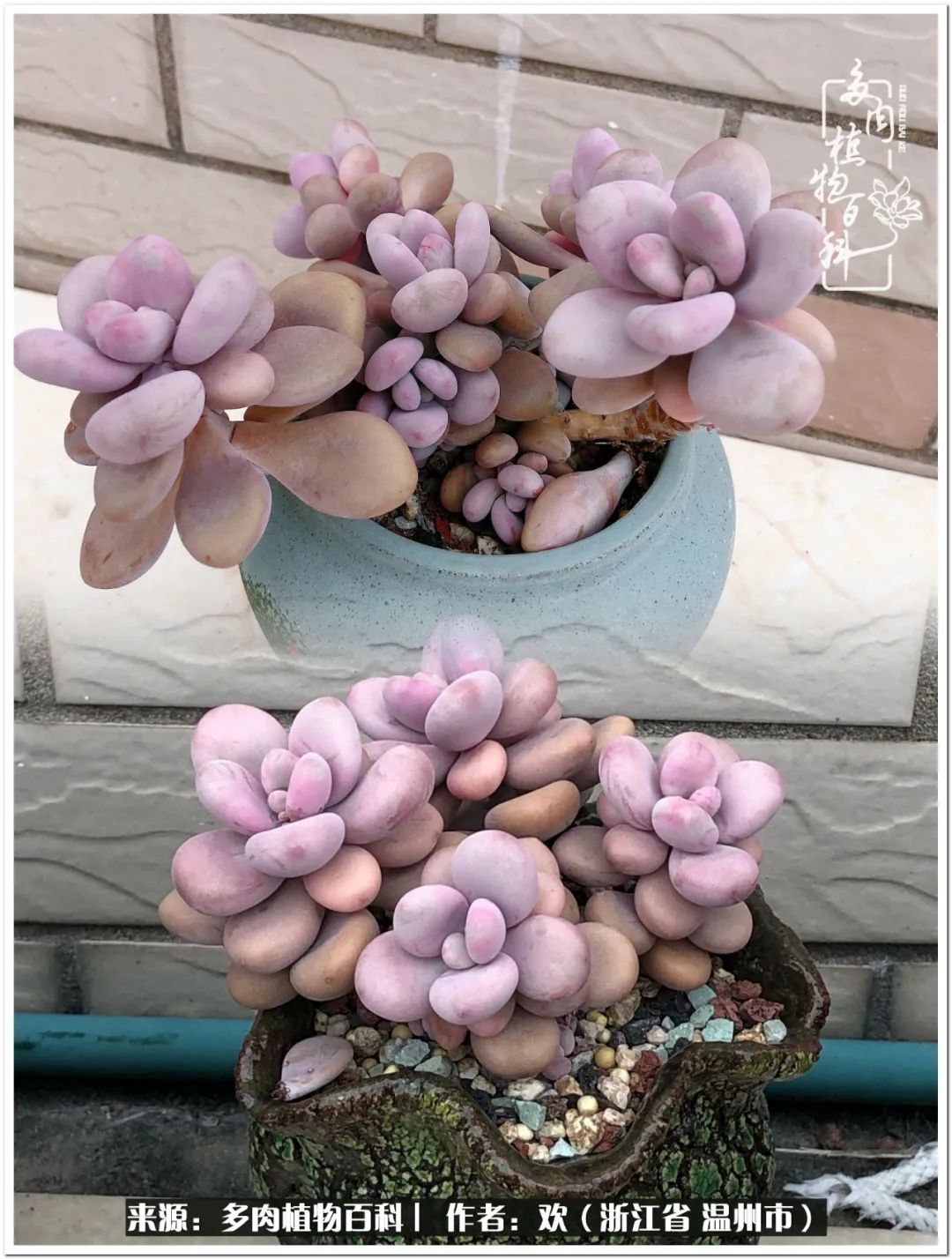 馬庫斯多肉耐寒多少度_馬庫斯多肉圖片老樁_馬庫斯多肉