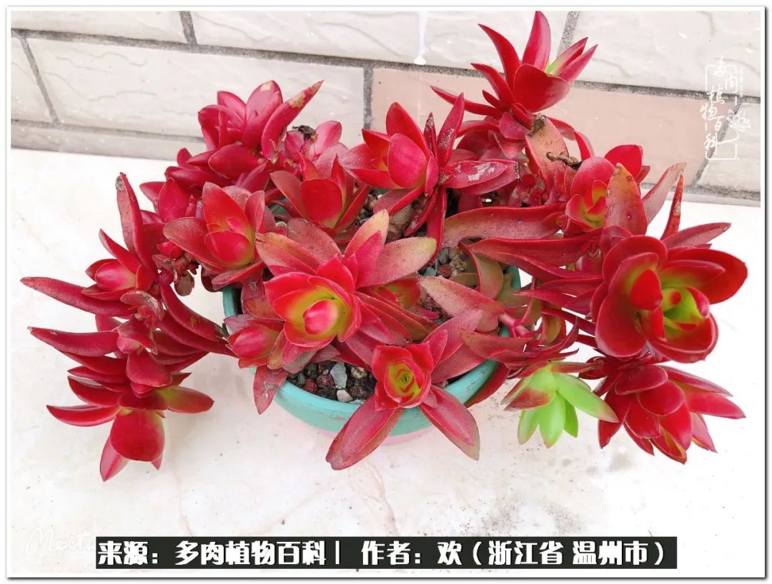 馬庫斯多肉耐寒多少度_馬庫斯多肉_馬庫斯多肉圖片老樁