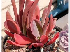 入多肉坑，養(yǎng)的是多肉，沉淀的卻是歲月！