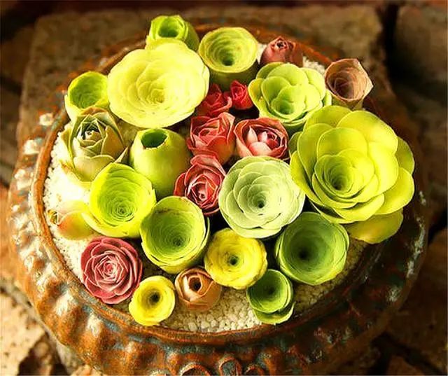 山地玫瑰多肉適宜溫度_山地玫瑰多肉_山地玫瑰多肉好養(yǎng)嗎