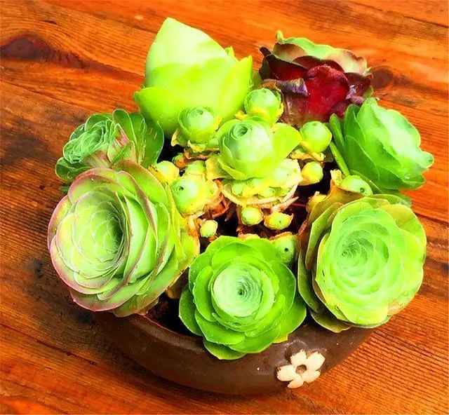 山地玫瑰多肉適宜溫度_山地玫瑰多肉好養(yǎng)嗎_山地玫瑰多肉