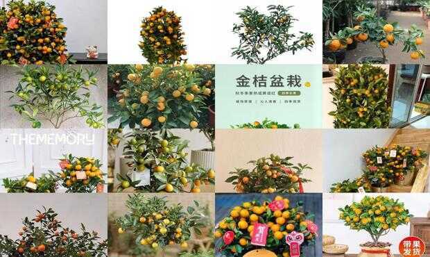金桔盆栽種植方法和注意事項_盆栽金桔種植技術(shù)_盆栽金桔的飼養(yǎng)方法