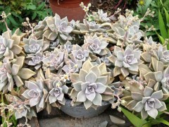 這幾種多肉賊好看！賊好養(yǎng)！賊便宜！——還分享我的養(yǎng)護(hù)經(jīng)驗哦