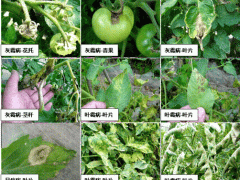 這幾個常用殺菌劑配方，保護加治療，關鍵還便宜，效果好