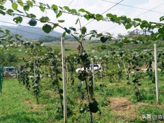 研究獼猴桃種植技術(shù)的要點(diǎn)值得關(guān)注