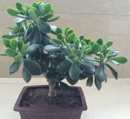 多肉紅心蓮寓意_蓮養(yǎng)紅心多肉怎么養(yǎng)_紅心蓮多肉怎么養(yǎng)