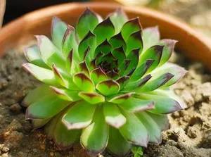 紅心蓮多肉怎么養(yǎng)_蓮養(yǎng)紅心多肉怎么養(yǎng)_多肉紅心蓮寓意