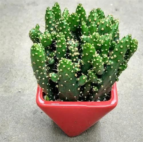 多肉紅心蓮寓意_蓮養(yǎng)紅心多肉怎么養(yǎng)_紅心蓮多肉怎么養(yǎng)