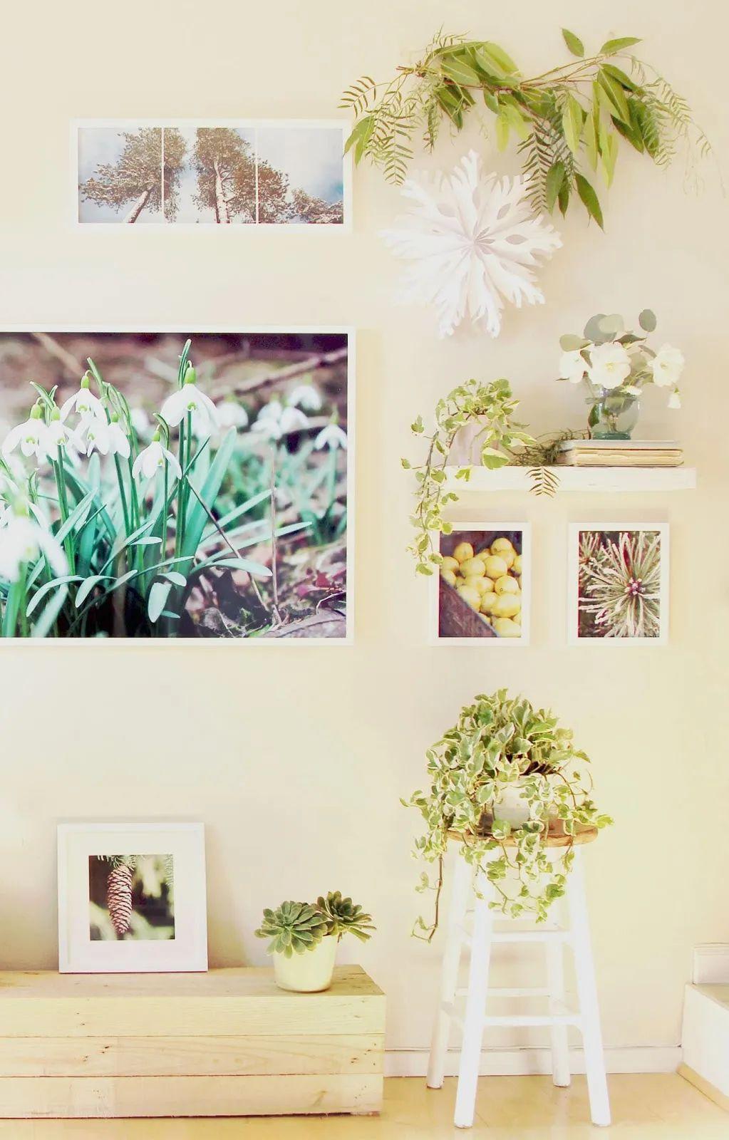 客廳 綠植_客廳綠植什么最好養(yǎng)_客廳綠植放什么好