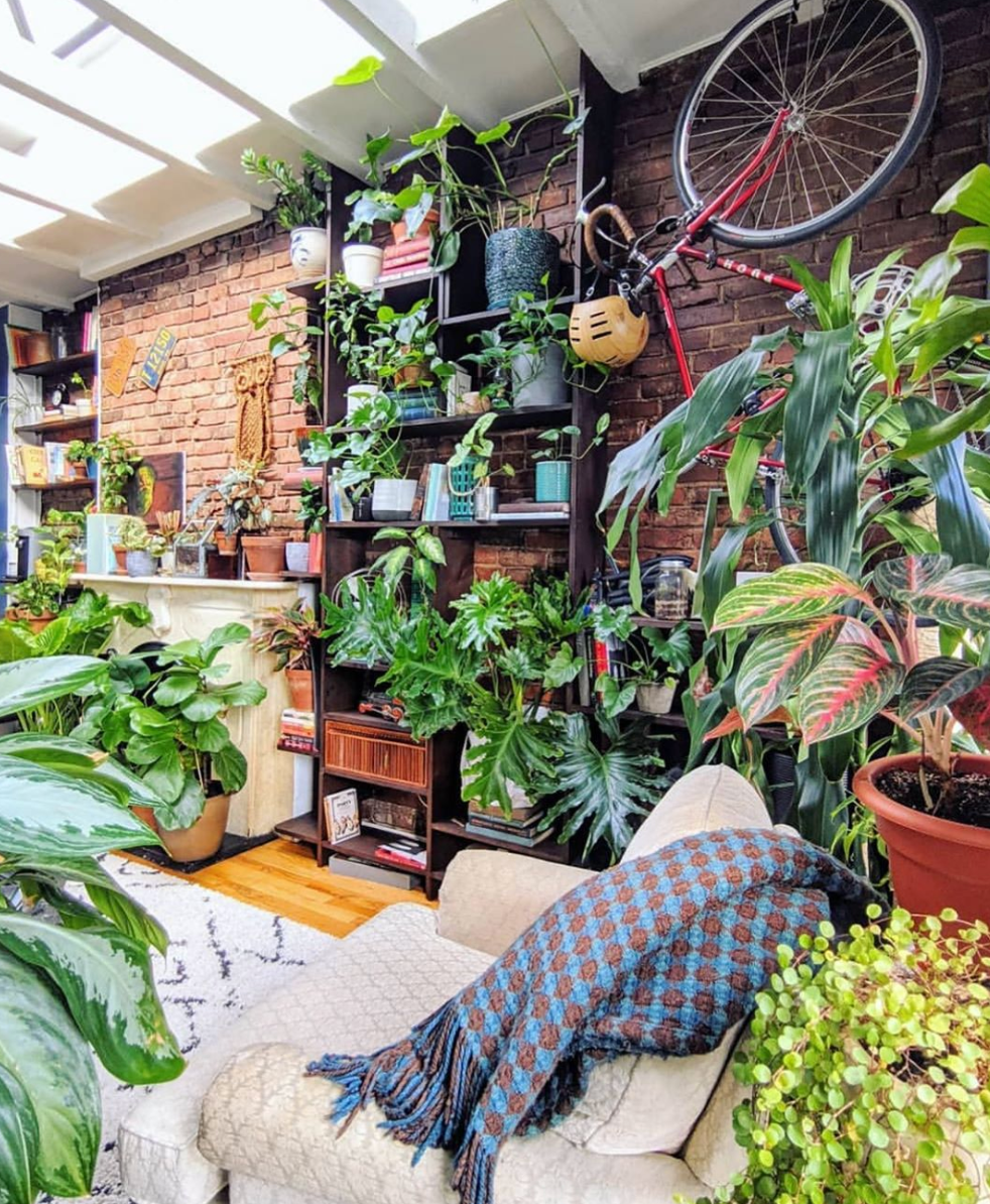 客廳 綠植_客廳綠植什么最好養(yǎng)_客廳綠植放什么好