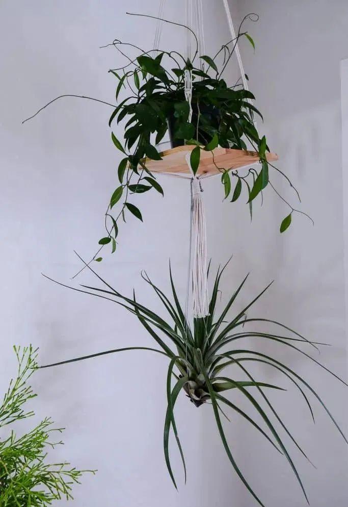 客廳 綠植_客廳綠植什么最好養(yǎng)_客廳綠植放什么好