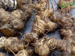 雞頭黃精畝產(chǎn)多少斤？（附雞頭黃精價(jià)格）