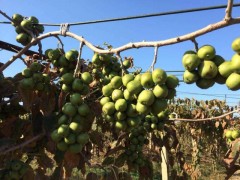 對想要種植“軟棗”的提點建議，供參考