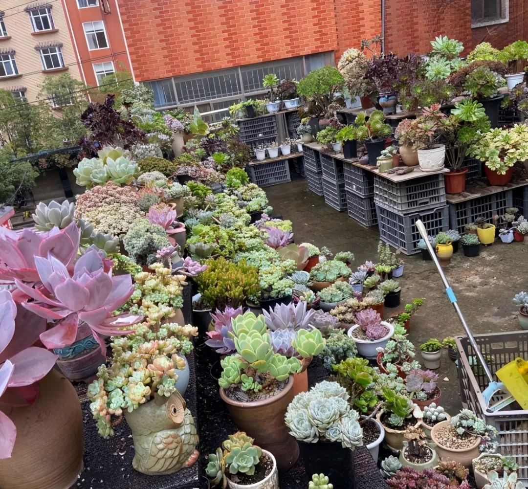 種多肉的土怎么配簡(jiǎn)單_土配種多肉簡(jiǎn)單易養(yǎng)嗎_不花錢配多肉土